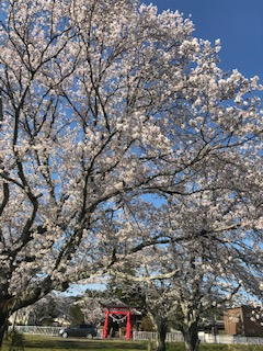 桜