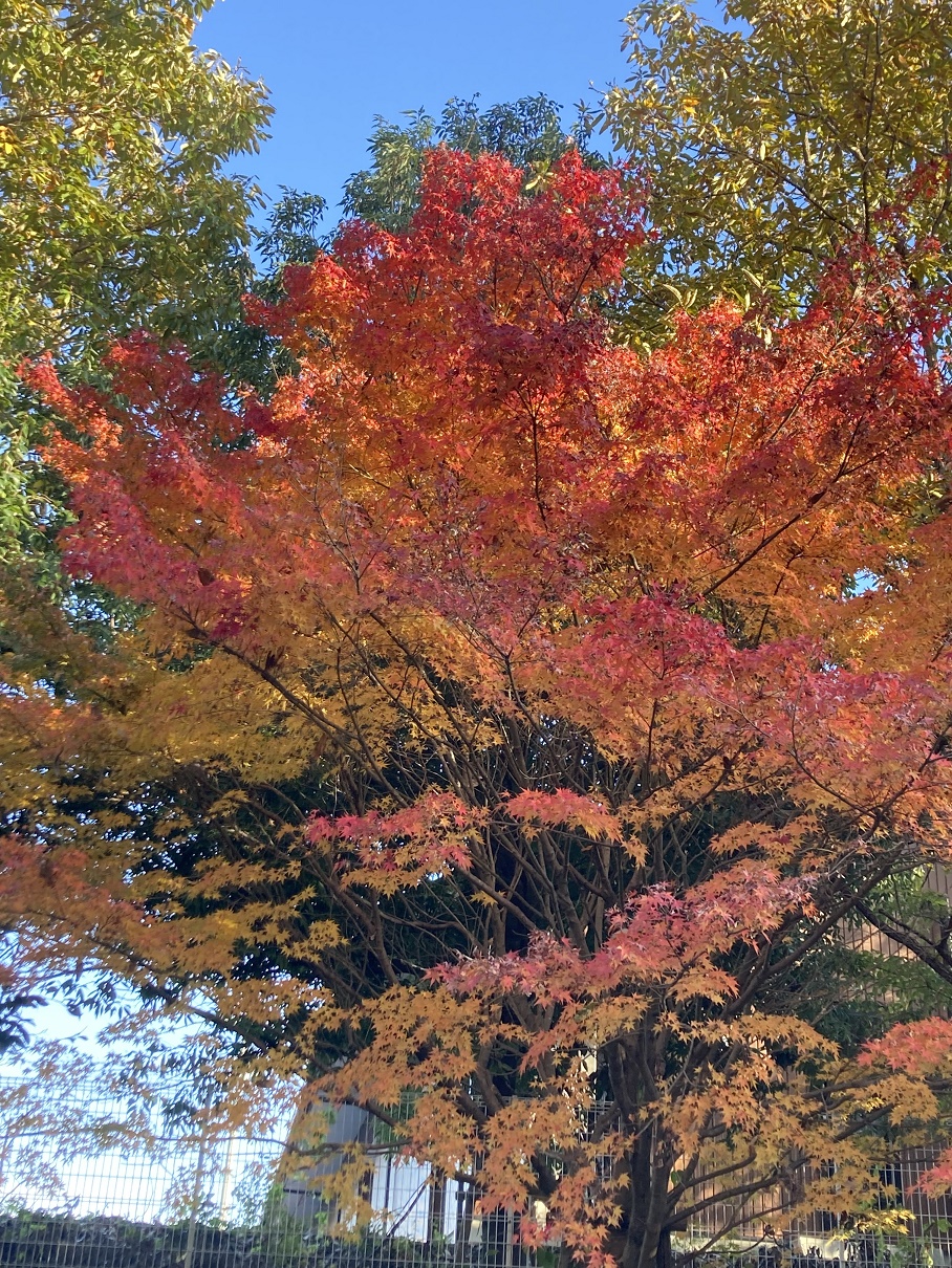 紅葉
